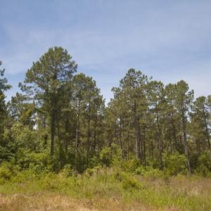 Wilson-County-1