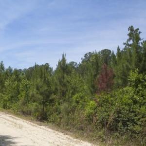 Wilson-County-7