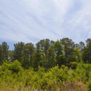 Wilson-County-27