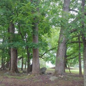 Trees and Rocks