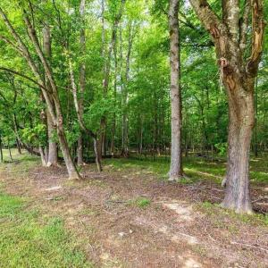 Rear Woods