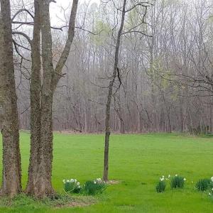 Flowers & Grass
