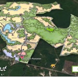Pine forest map overlay rendering