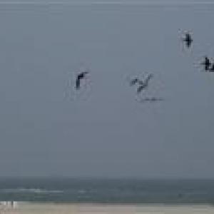 HBWest peligan in flight over ocean