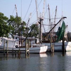 008_Shrimp_Trawlers_in_the_Harbour