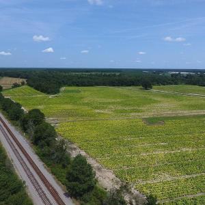 Photo #8 of SOLD property in 1011 Fletcher Road, Rowland, NC 130.0 acres