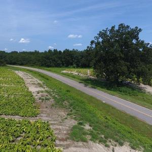 Photo #9 of SOLD property in 1011 Fletcher Road, Rowland, NC 130.0 acres