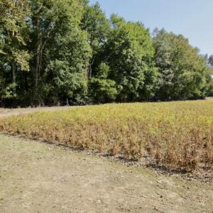 Photo #38 of SOLD property in 147 Quitsna Road, Windsor, NC 31.0 acres