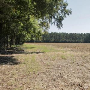 Photo #39 of SOLD property in 147 Quitsna Road, Windsor, NC 31.0 acres