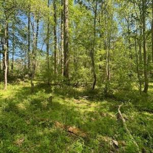 thumbnail_IMG_0540
