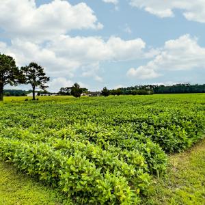 N/A Parkertown Road, Hubert, NC 28539