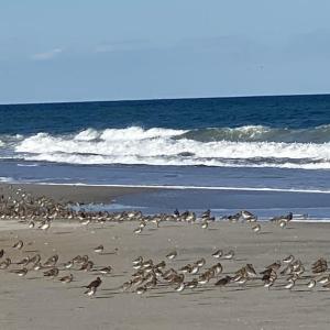 Oak Island Beach