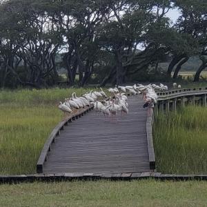 Wildlife