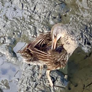OC Wildlife