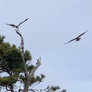 OC Local Eagles