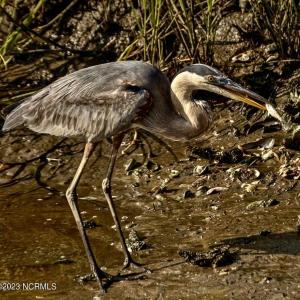 OC Wildlife