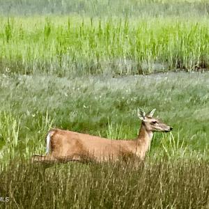 OC Wildlife