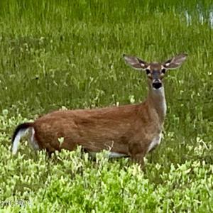 OC Wildlife