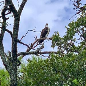 OC WIldlife