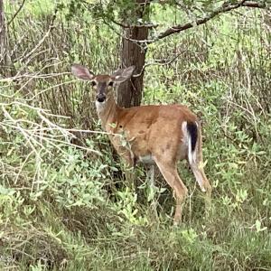 OC Wildlife