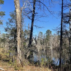 Creek View