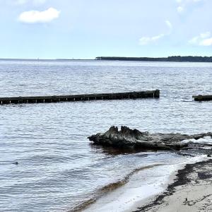 Neuse River View