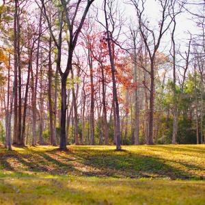 Lot-Tree line 1