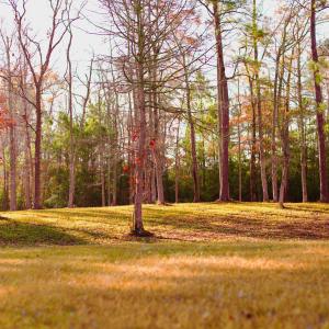 Lot-Tree line 2