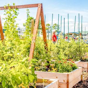 Community Garden (Large)