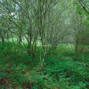 DSC00761