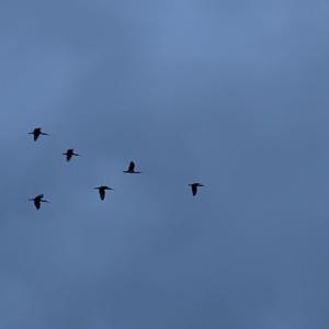 IMG_4998