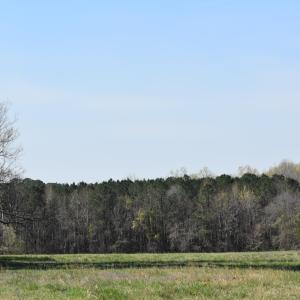 DSC_1248