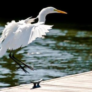 BIRDING