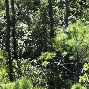 DJI_20230502095513_0018_V