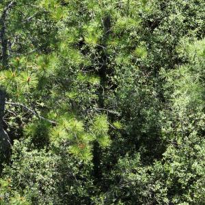 DJI_20230502105216_0028_V