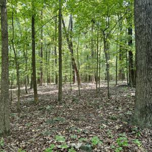 Myrtle Ln - Forest