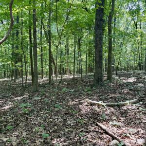 Myrtle Ln - Woods