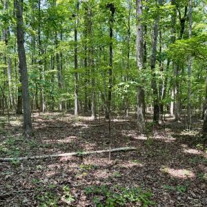 Turner End Dr. - Forest