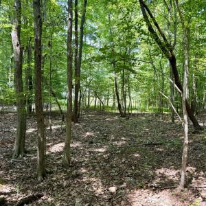 Turner End Drive - Understory