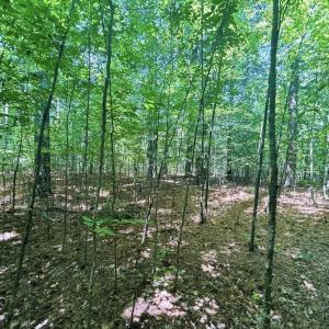 Screen Shot 2024-03-16 at 4.25.09 PM