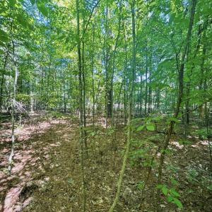 Screen Shot 2024-03-16 at 4.24.56 PM