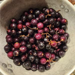 6397 berries