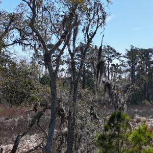 DJI_20240315121330_0059_D Large