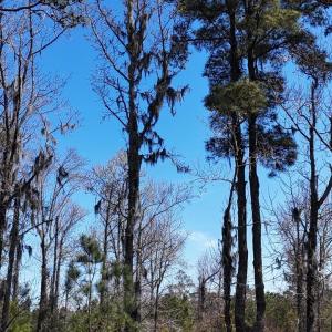 DJI_20240315132859_0112_D Large