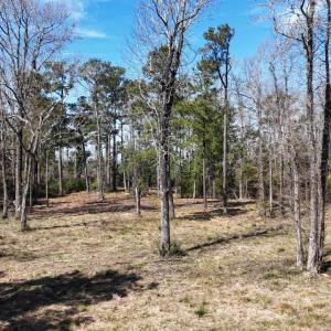 DJI_20240315120428_0027_D Large