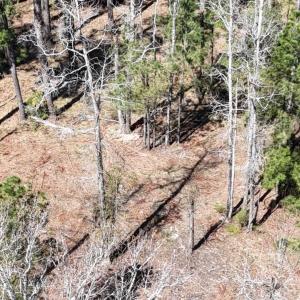 DJI_20240315120647_0035_D Large