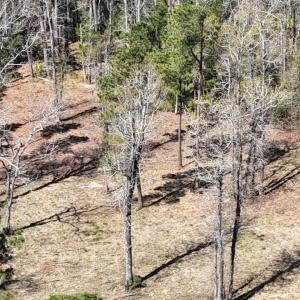 DJI_20240315120534_0029_D Large