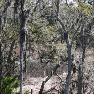 DJI_20240315121303_0057_D Large