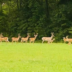 Bucks,Does, and Fawns - Scotch Hall