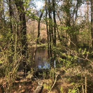 Creek